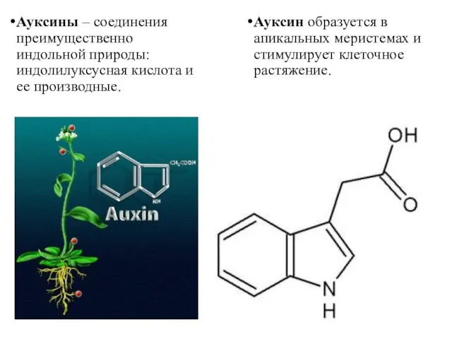 Ауксины – соединения преимущественно индольной природы: индолилуксусная кислота и ее производные. Ауксин