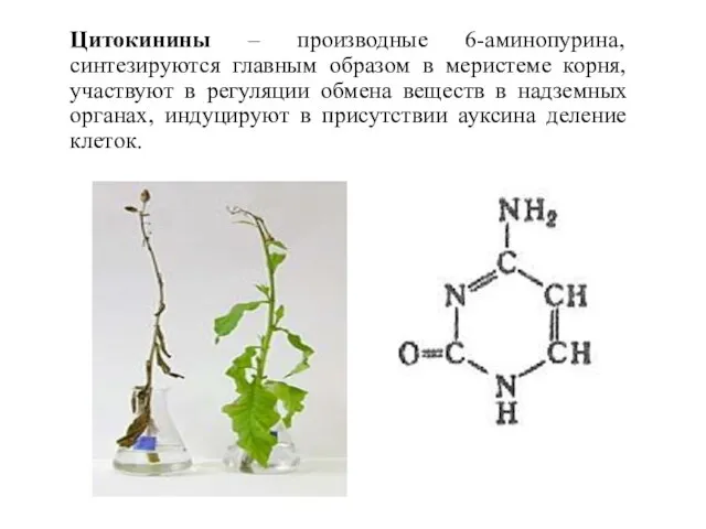 Цитокинины – производные 6-аминопурина, синтезируются главным образом в меристеме корня, участвуют в