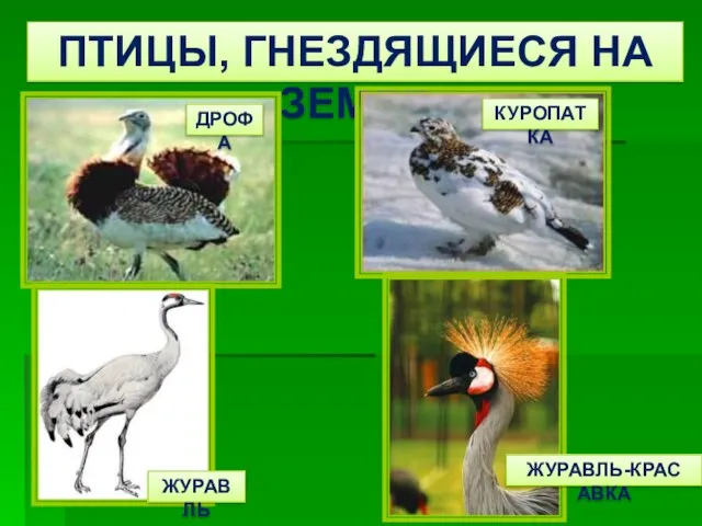 ПТИЦЫ, ГНЕЗДЯЩИЕСЯ НА ЗЕМЛЕ ДРОФА КУРОПАТКА ЖУРАВЛЬ ЖУРАВЛЬ-КРАС АВКА