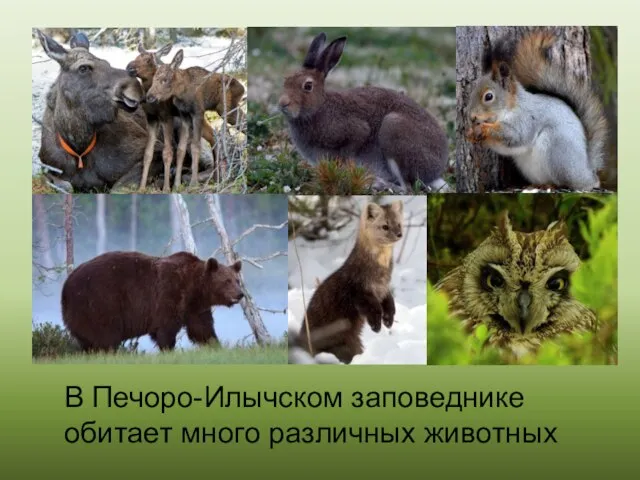 . В Печоро-Илычском заповеднике обитает много различных животных