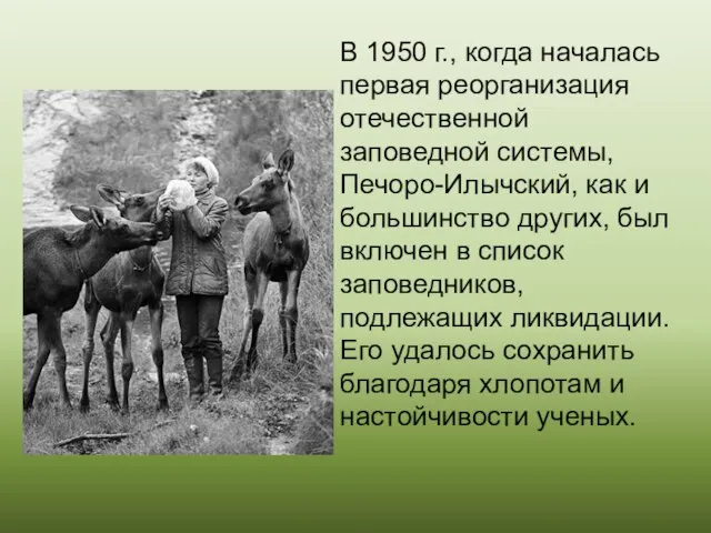 . . В 1950 г., когда началась первая реорганизация отечественной заповедной системы,