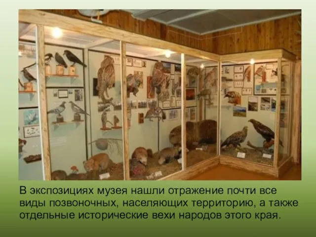 . В экспозициях музея нашли отражение почти все виды позвоночных, населяющих территорию,