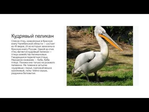 Кудрявый пеликан Список птиц, занесённых в Красную книгу Челябинской области — состоит