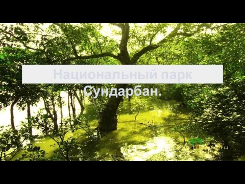 Национальный парк Сундарбан.