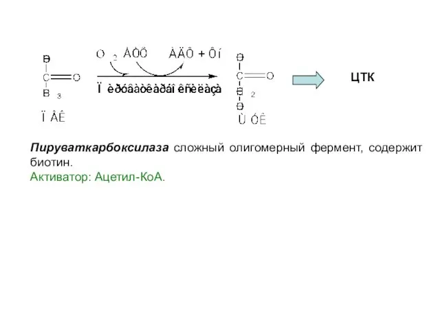 ЦТК Пируваткарбоксилаза сложный олигомерный фермент, содержит биотин. Активатор: Ацетил-КоА.