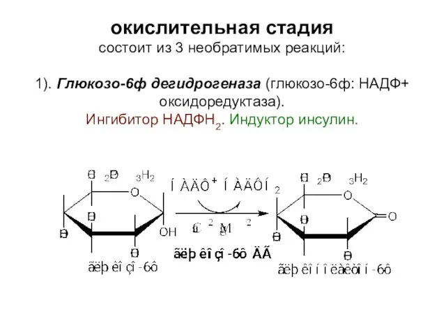 окислительная стадия состоит из 3 необратимых реакций: 1). Глюкозо-6ф дегидрогеназа (глюкозо-6ф: НАДФ+