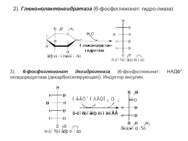 3). 6-фосфоглюконат дегидрогеназа (6-фосфоглюконат: НАДФ+ оксидоредуктаза (декарбоксилирующая)). Индуктор инсулин. 2). Глюконолактонгидратаза (6-фосфоглюконат: гидро-лиаза).