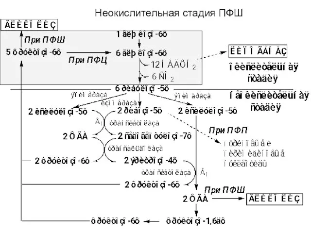 Неокислительная стадия ПФШ