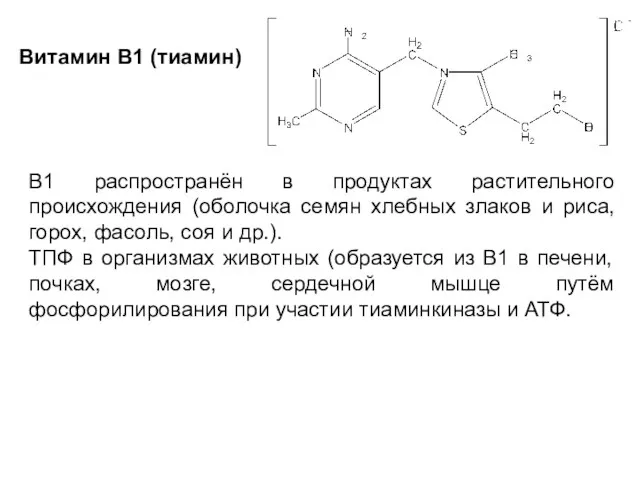 Витамин B1 (тиамин) В1 распространён в продуктах растительного происхождения (оболочка семян хлебных