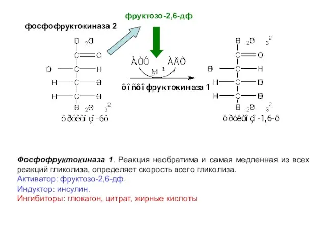 Фосфофруктокиназа 1. Реакция необратима и самая медленная из всех реакций гликолиза, определяет