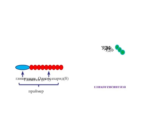 Олигосахарид(8) Гликоген (n+1) гликогенсинтаза г УДФ УДФ г г УДФ
