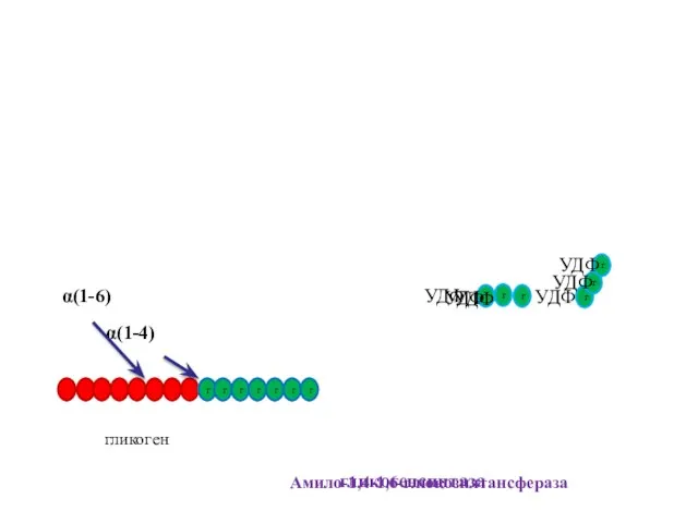Амило-1,4-1,6-глюкозилтансфераза гликоген α(1-4) α(1-6) гликогенсинтаза г УДФ г УДФ г УДФ г