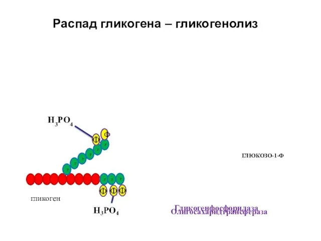 Распад гликогена – гликогенолиз гликоген Н3PO4 ГЛЮКОЗО-1-Ф Гликогенфосфорилаза Олигосахаридтрансфераза г г г г г г Ф