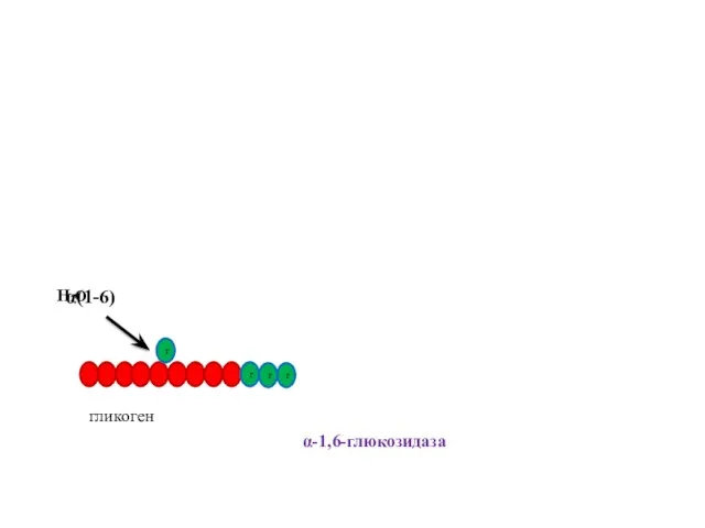 гликоген г г г г α(1-6) α-1,6-глюкозидаза H2O