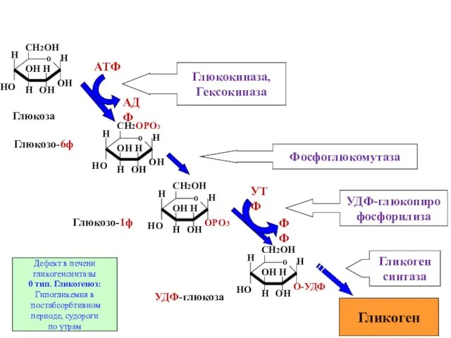 Гликоген Глюкокиназа, Гексокиназа Фосфоглюкомутаза УДФ-глюкопиро фосфорилиза Гликоген синтаза Глюкоза Глюкозо-6ф Глюкозо-1ф УДФ-глюкоза