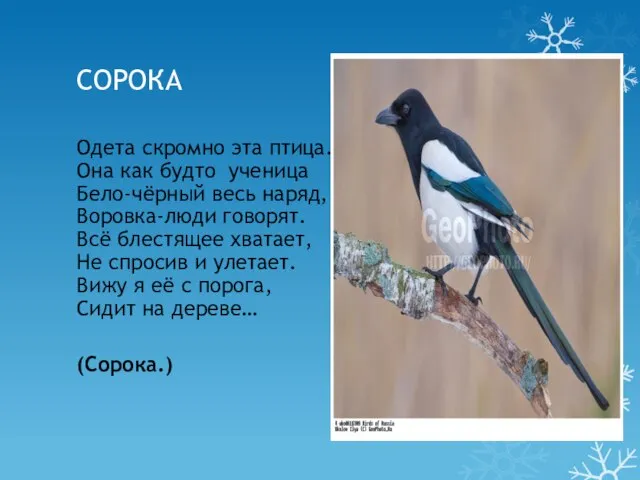 СОРОКА Одета скромно эта птица. Она как будто ученица Бело-чёрный весь наряд,