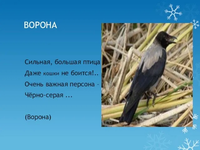 ВОРОНА Сильная, большая птица Даже кошки не боится!.. Очень важная персона – Чёрно-серая ... (Ворона)