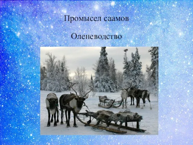 Промысел саамов Оленеводство