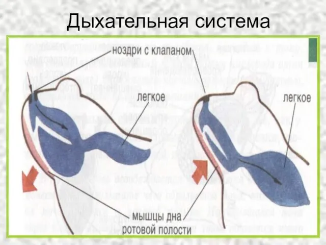 Дыхательная система