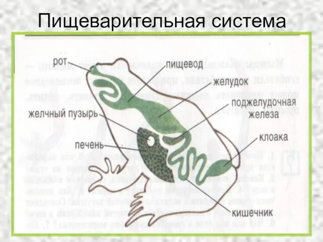 Пищеварительная система