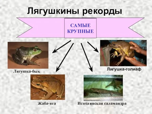 Лягушкины рекорды САМЫЕ КРУПНЫЕ Лягушка-голиаф Исполинская саламандра Лягушка-бык Жаба-яга