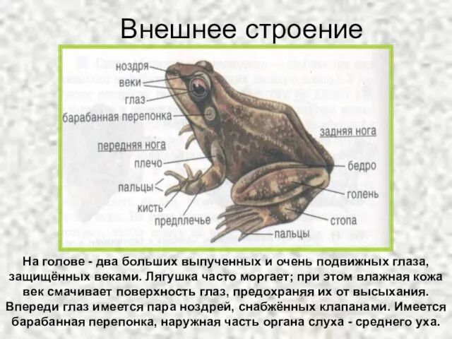 Внешнее строение На голове - два больших выпученных и очень подвижных глаза,