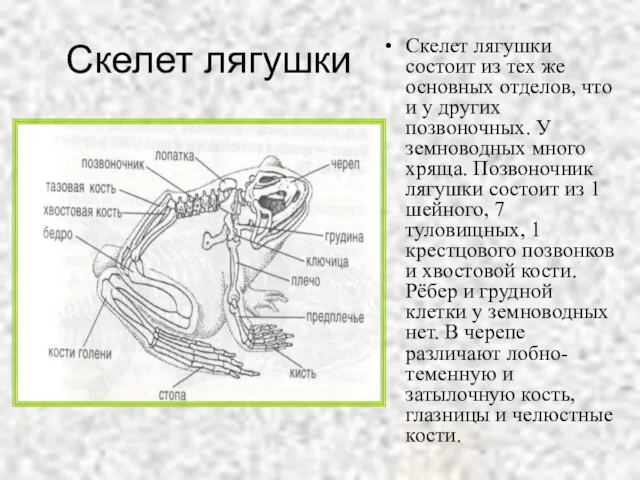 Скелет лягушки Скелет лягушки состоит из тех же основных отделов, что и