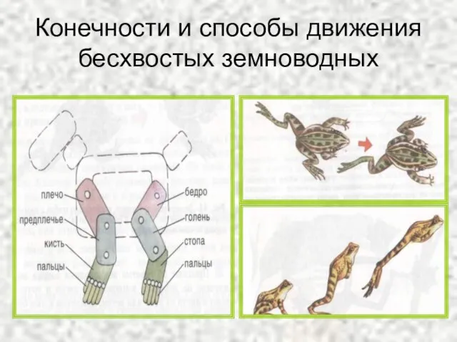 Конечности и способы движения бесхвостых земноводных