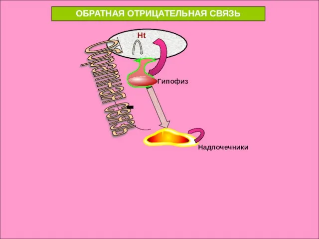 Обратная связь Ht Гипофиз - Надпочечники ОБРАТНАЯ ОТРИЦАТЕЛЬНАЯ СВЯЗЬ