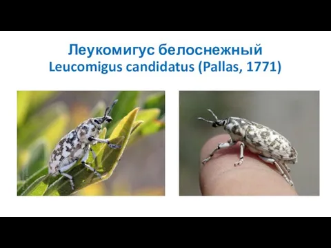 Леукомигус белоснежный Leucomigus candidatus (Pallas, 1771)