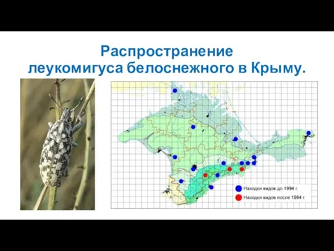 Распространение леукомигуса белоснежного в Крыму.