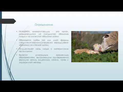 Определение ПЛАЦЕНТА млекопитающих - это орган, развивающийся на сосудистой оболочке плода и