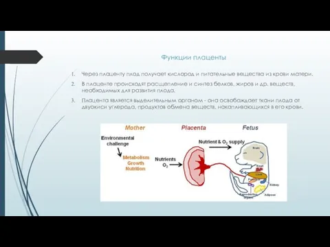Функции плаценты Через плаценту плод получает кислород и питательные вещества из крови