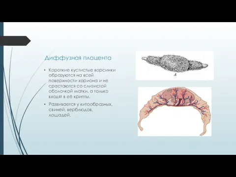 Диффузная плацента Короткие кустистые ворсинки образуются на всей поверхности хориона и не