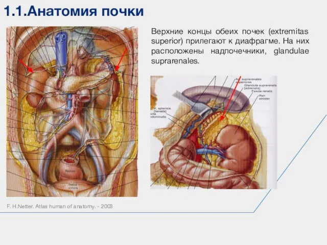 1.1.Анатомия почки F. H.Netter. Atlas human of anatomy. - 2003 Верхние концы