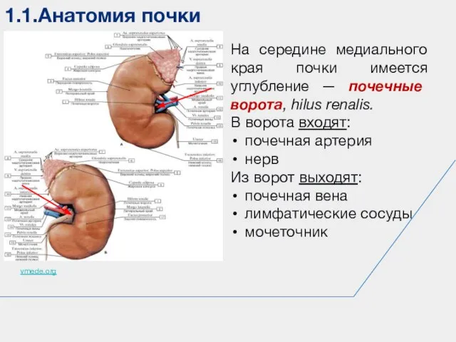 1.1.Анатомия почки vmede.org На середине медиального края почки имеется углубление — почечные