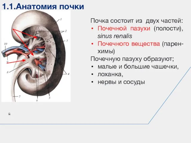 1.1.Анатомия почки о Почка состоит из двух частей: Почечной пазухи (полости), sinus