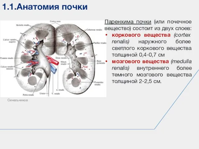 1.1.Анатомия почки Синельников Паренхима почки (или почечное вещество) состоит из двух слоев: