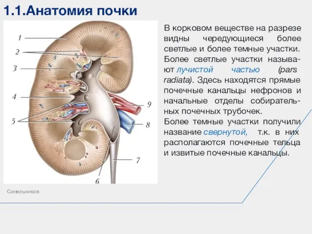 1.1.Анатомия почки Синельников В корковом веществе на разрезе видны чередующиеся более светлые