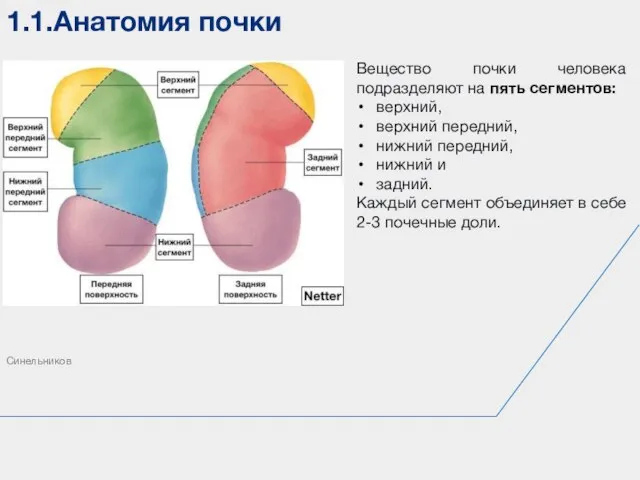 1.1.Анатомия почки Синельников Вещество почки человека подразделяют на пять сегментов: верхний, верхний