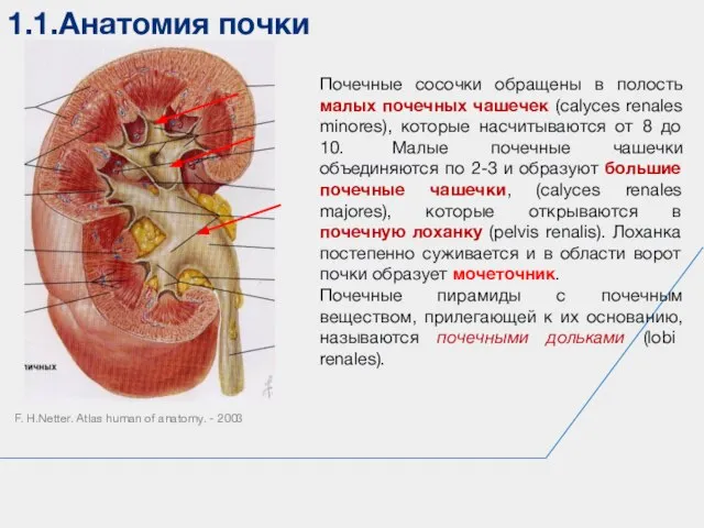 1.1.Анатомия почки F. H.Netter. Atlas human of anatomy. - 2003 Почечные сосочки