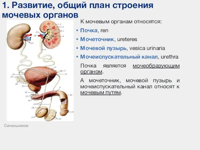 К мочевым органам относятся: Почка, ren Мочеточник, ureteres Мочевой пузырь, vesica urinaria