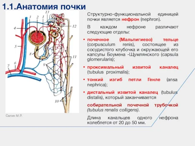 Структурно-функциональной единицей почки является нефрон (nephron). В каждом нефроне различают следующие отделы: