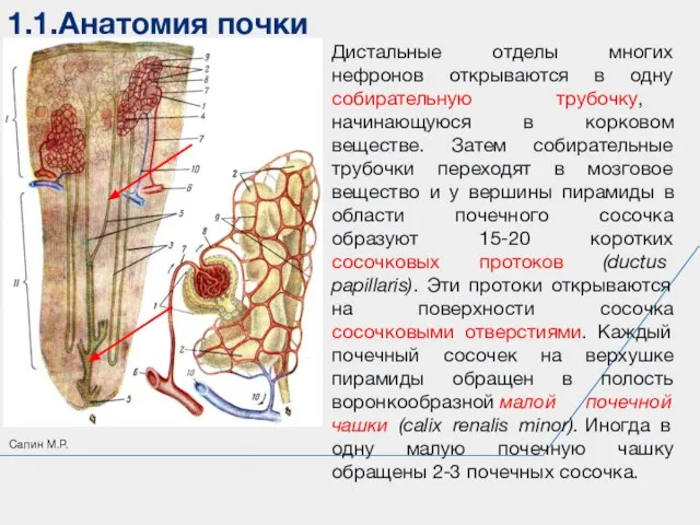 1.1.Анатомия почки Сапин М.Р. Дистальные отделы многих нефронов открываются в одну собирательную