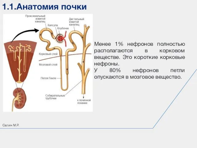 1.1.Анатомия почки Сапин М.Р. Менее 1% нефронов полностью располагаются в корковом веществе.