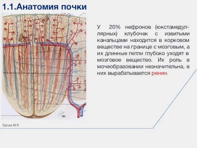 1.1.Анатомия почки Сапин М.Р. У 20% нефронов (юкстамедул-лярных) клубочек с извитыми канальцами