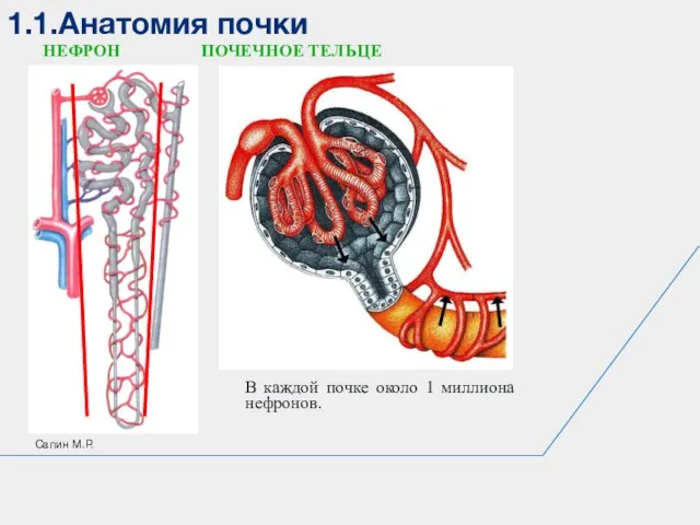 1.1.Анатомия почки Сапин М.Р. В каждой почке около 1 миллиона нефронов. НЕФРОН ПОЧЕЧНОЕ ТЕЛЬЦЕ