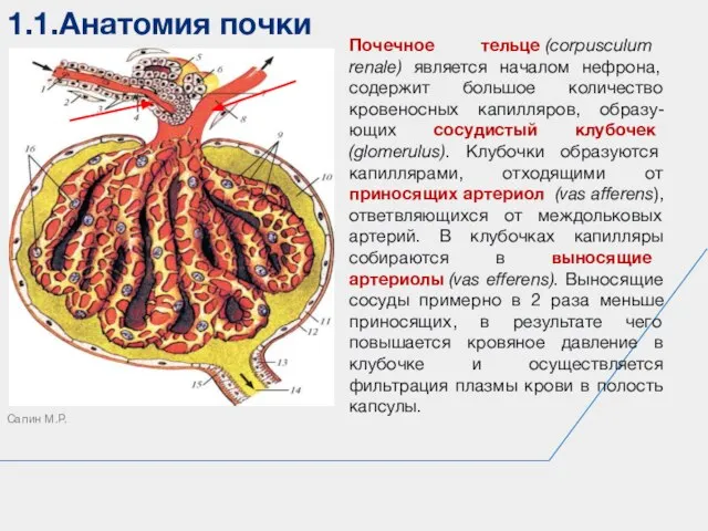1.1.Анатомия почки Сапин М.Р. Почечное тельце (corpusculum renale) является началом нефрона, содержит