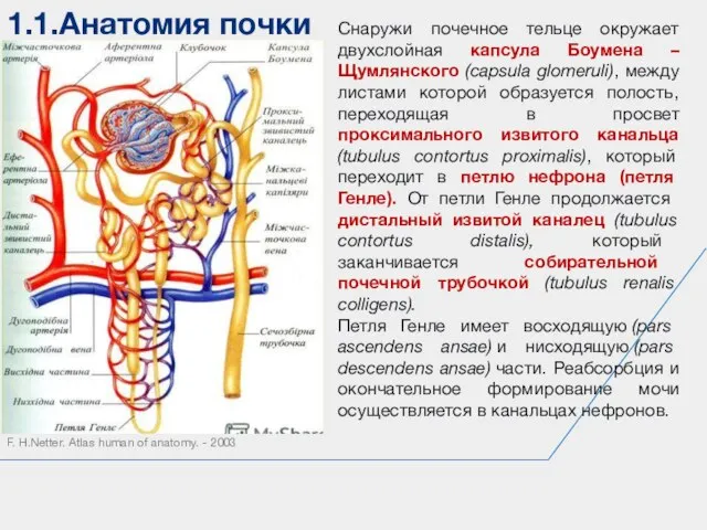 1.1.Анатомия почки F. H.Netter. Atlas human of anatomy. - 2003 Снаружи почечное