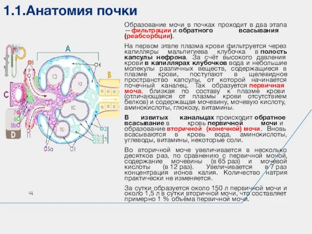 1.1.Анатомия почки щ Образование мочи в почках проходит в два этапа —фильтрации